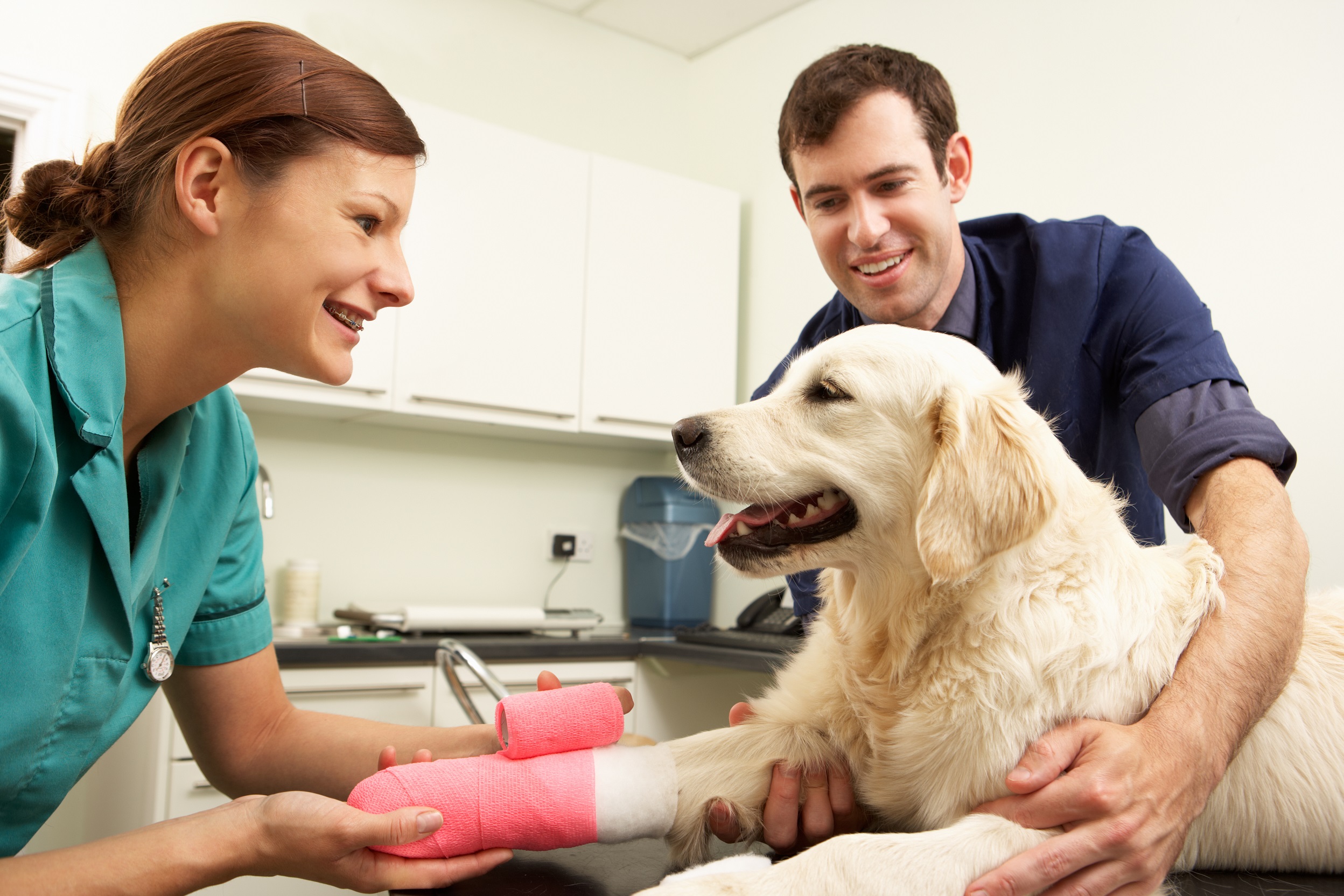 Choosing The Right Animal Hospital: What Every Pet Owner Should Know