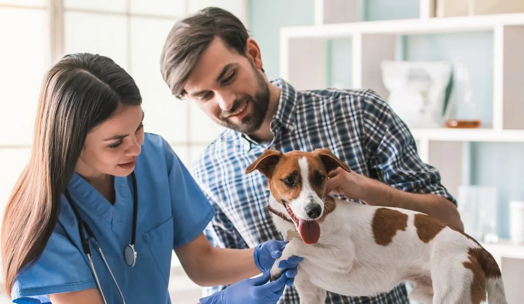 The Importance Of Regular Checkups For Pets