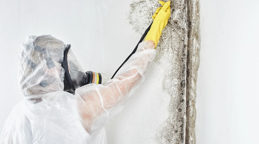Mold Specialists